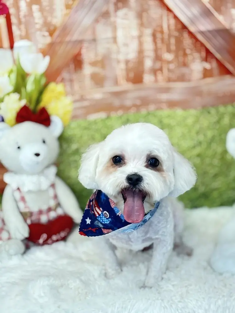 A Maltese with a teddy bear cut photographed after grooming