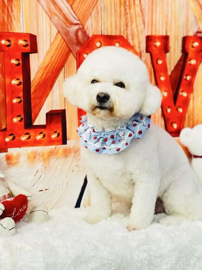 A white dog in a strawberry collar photographed after grooming at Doggy and Me Grooming