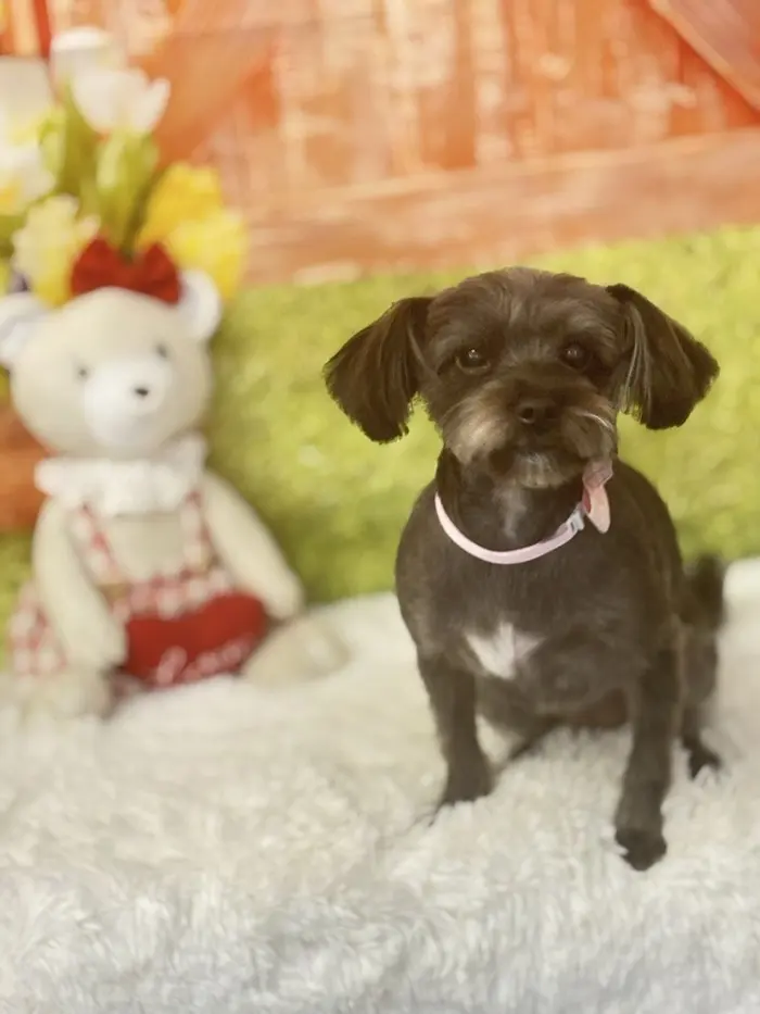 A small dark dog photographed after grooming at Doggy and Me Grooming